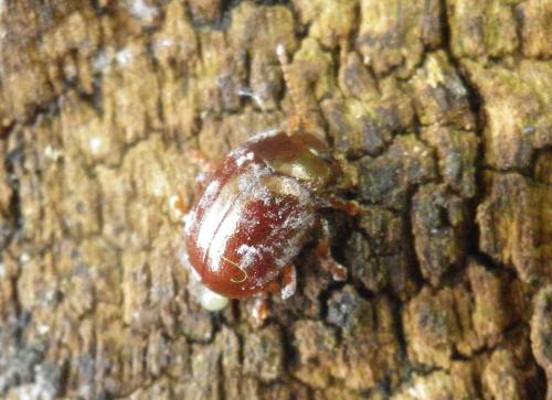Chrysolina sp.